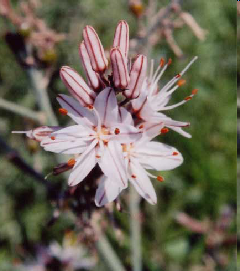 asphodel lily